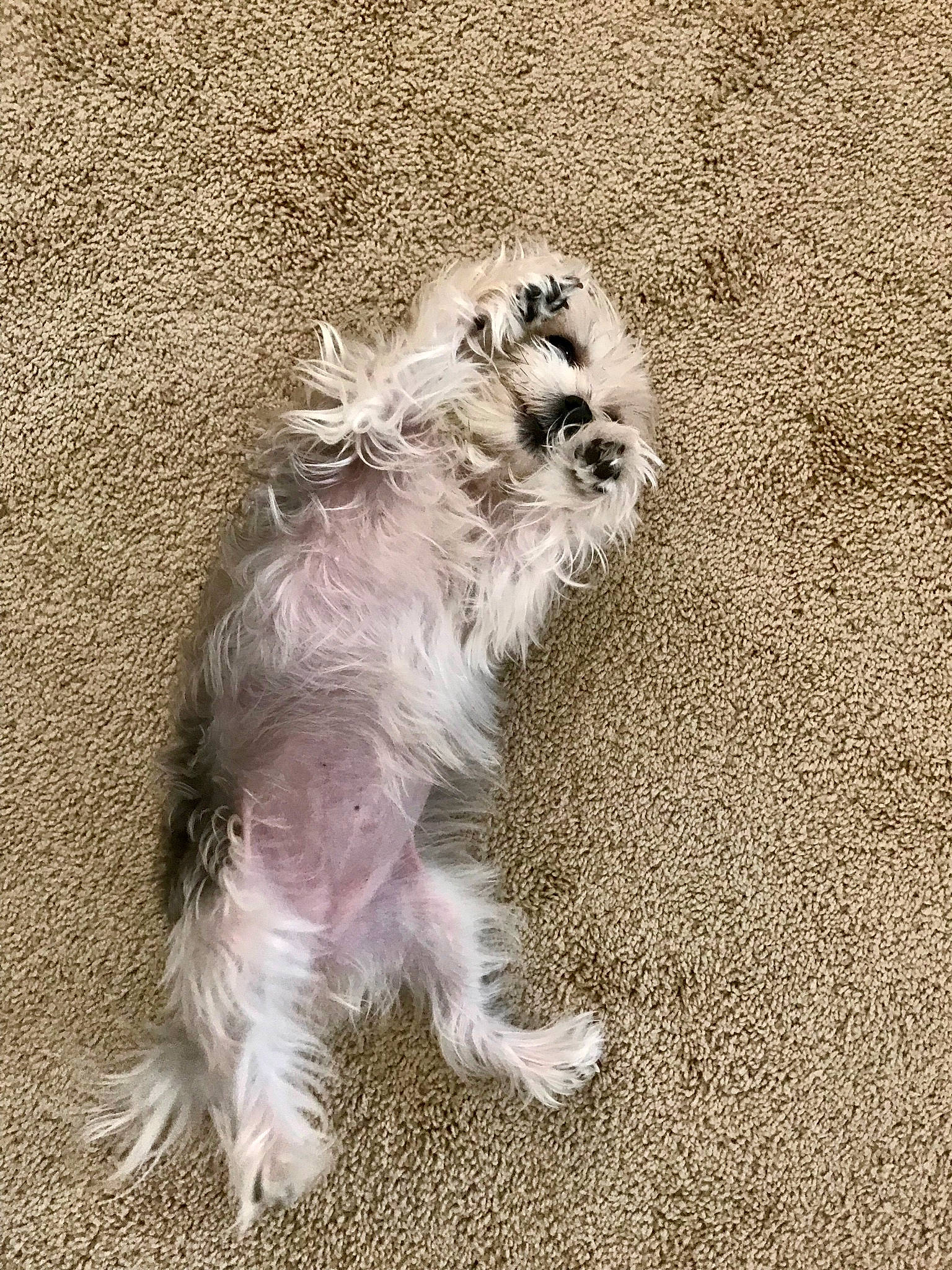 Kona Gumball is registered to the contest to win money with this photo: canidae, carnivore, companion_dog, dog, dog_breed, fur, mammal, miniature_schnauzer, morkie, paw, puppy, schnoodle, shih_tzu, sporting_group, tail, terrier