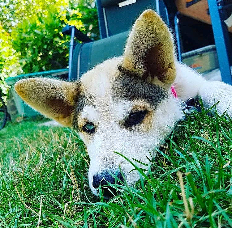 Koda joined the competition — help win amazing prizes! ancient_dog_breeds, canaan_dog, canidae, carnivore, dog, dog_breed, grass, mammal, nose, plant, puppy, rare_breed_dog, sakhalin_husky, seppala_siberian_sleddog, siberian_husky, snout, vertebrate