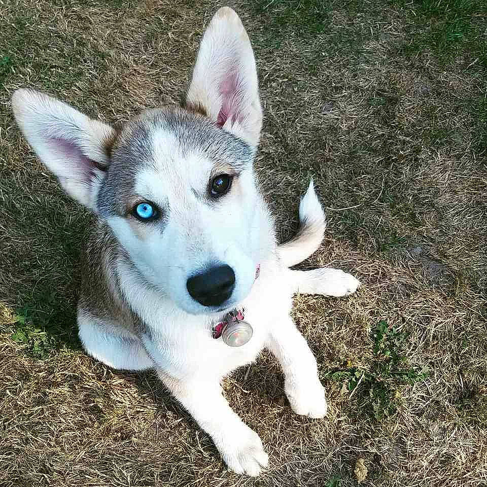 Koda is registered to the contest to win money with this photo: canidae, carnivore, companion_dog, dog, dog_breed, labrador_husky, mammal, native_american_indian_dog, northern_inuit_dog, puppy, rare_breed_dog, saarloos_wolfdog, sakhalin_husky, seppala_siberian_sleddog, siberian_husky, sled_dog, tamaskan_dog, vertebrate, wolfdog, working_dog