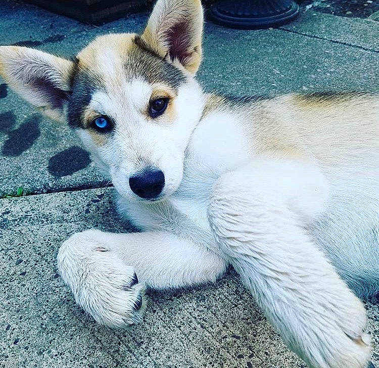 Koda joined the competition — help win amazing prizes! ancient_dog_breeds, canaan_dog, canidae, carnivore, companion_dog, dog, dog_breed, ear, eye, mammal, norwegian_lundehund, nose, puppy, rare_breed_dog, siberian_husky, street_dog, tail, vertebrate