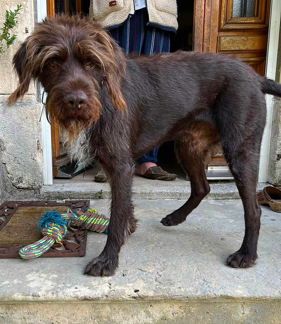 Jabo Des Hardis Gaillard