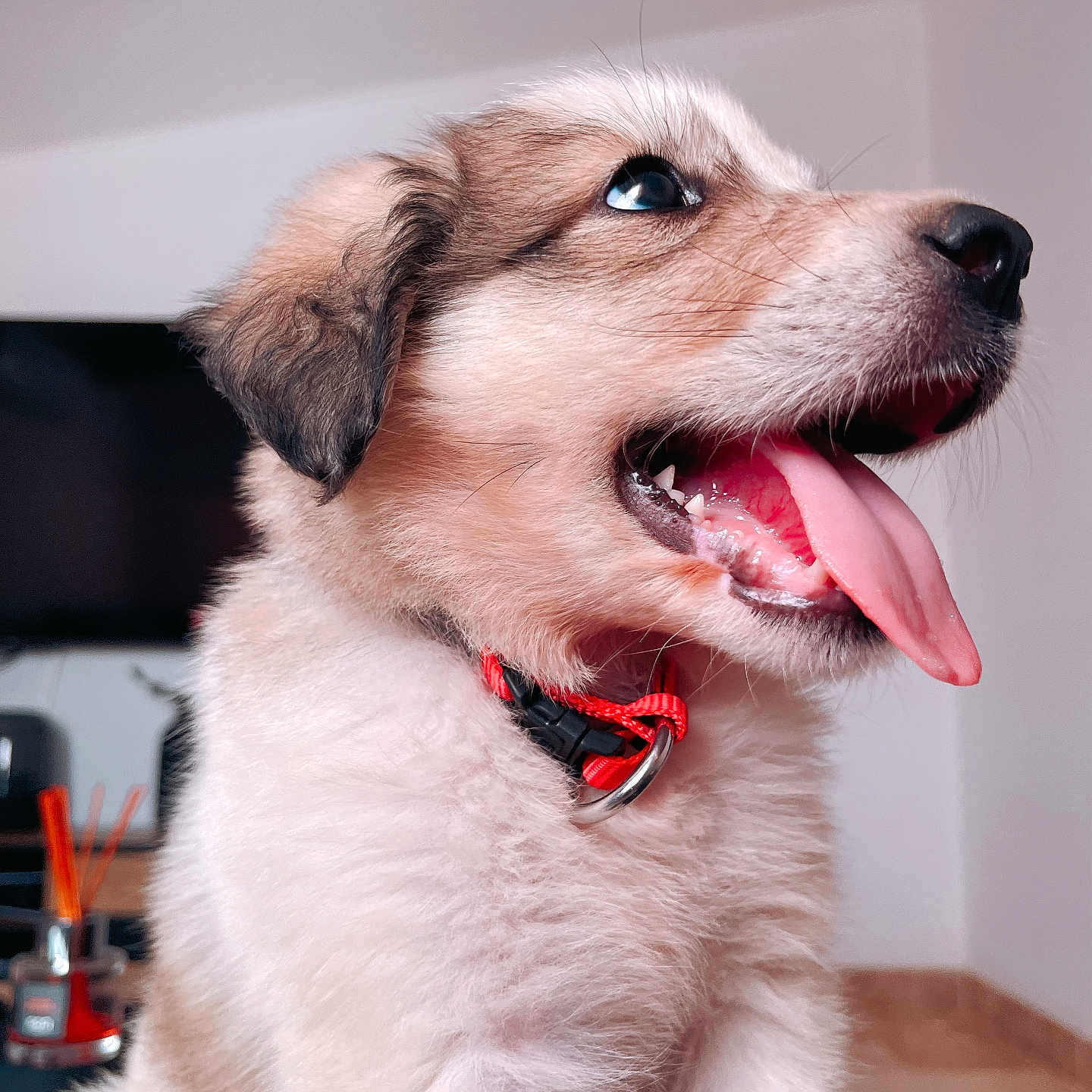 Taïko a rejoint le concours — aidez-le/la à gagner de superbes lots ! accessories, animal, bodypart, canine, collar, collie, dog, eskimodog, goldenretriever, hound, husky, leash, mouth, person, pet, puppy, strap, terrier, tongue, whitedog