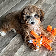 Pretzel is registered to the contest to win money with this photo: puppy, dog, toy, stuffed_animal, orange, floor, wooden_floor, pet, cute, fluffy, curly_fur, indoor, animal, playful, young, lying_down, companion, domestic_animal, adorable, small_dog