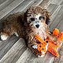puppy, dog, toy, stuffed_animal, orange, floor, wooden_floor, pet, cute, fluffy, curly_fur, indoor, animal, playful, young, lying_down, companion, domestic_animal, adorable, small_dog