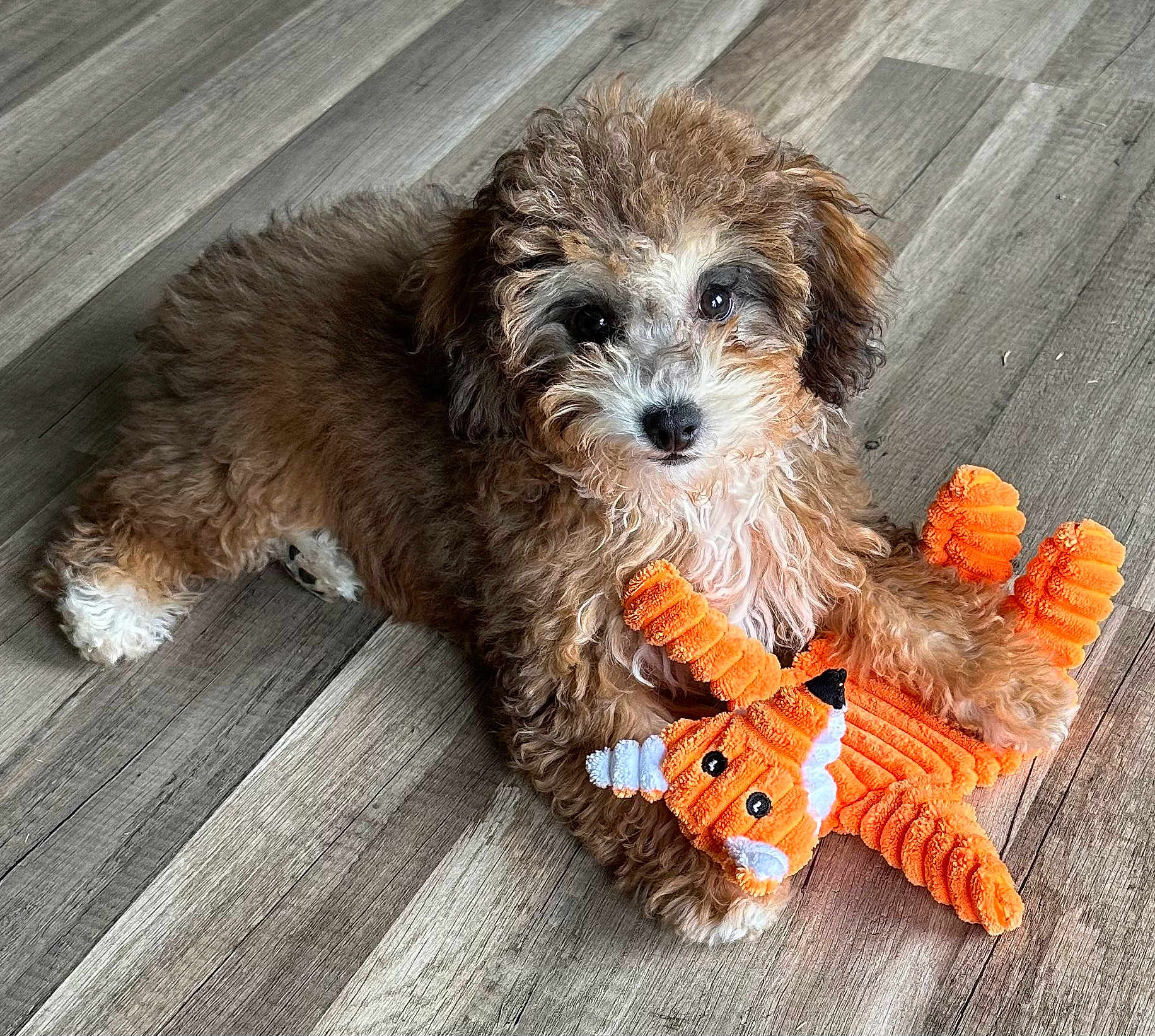Pretzel