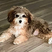 Pretzel joined the competition — help win amazing prizes! animal, brown, canine, companion, cute, dog, domestic_animal, floor, fluffy, fur, indoors, looking_at_camera, lying_down, mammal, pet, puppy, small_dog, white, wooden_floor, young