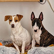 Kaya Et Vasco a rejoint le concours — aidez-le/la à gagner de superbes lots ! dog, pets, indoor, sitting, fur, brown, white, black, bed, blanket, wood, shelf, console, ears, cute, animal, companions, relaxed, cozy, home