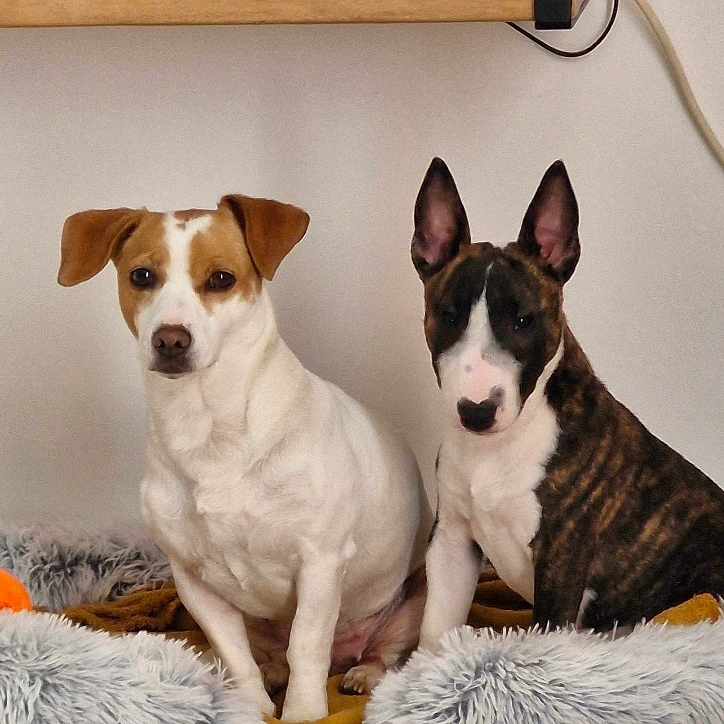 Kaya Et Vasco a rejoint le concours — aidez-le/la à gagner de superbes lots ! animal, bed, black, blanket, brown, companions, console, cozy, cute, dog, ears, fur, home, indoor, pets, relaxed, shelf, sitting, white, wood