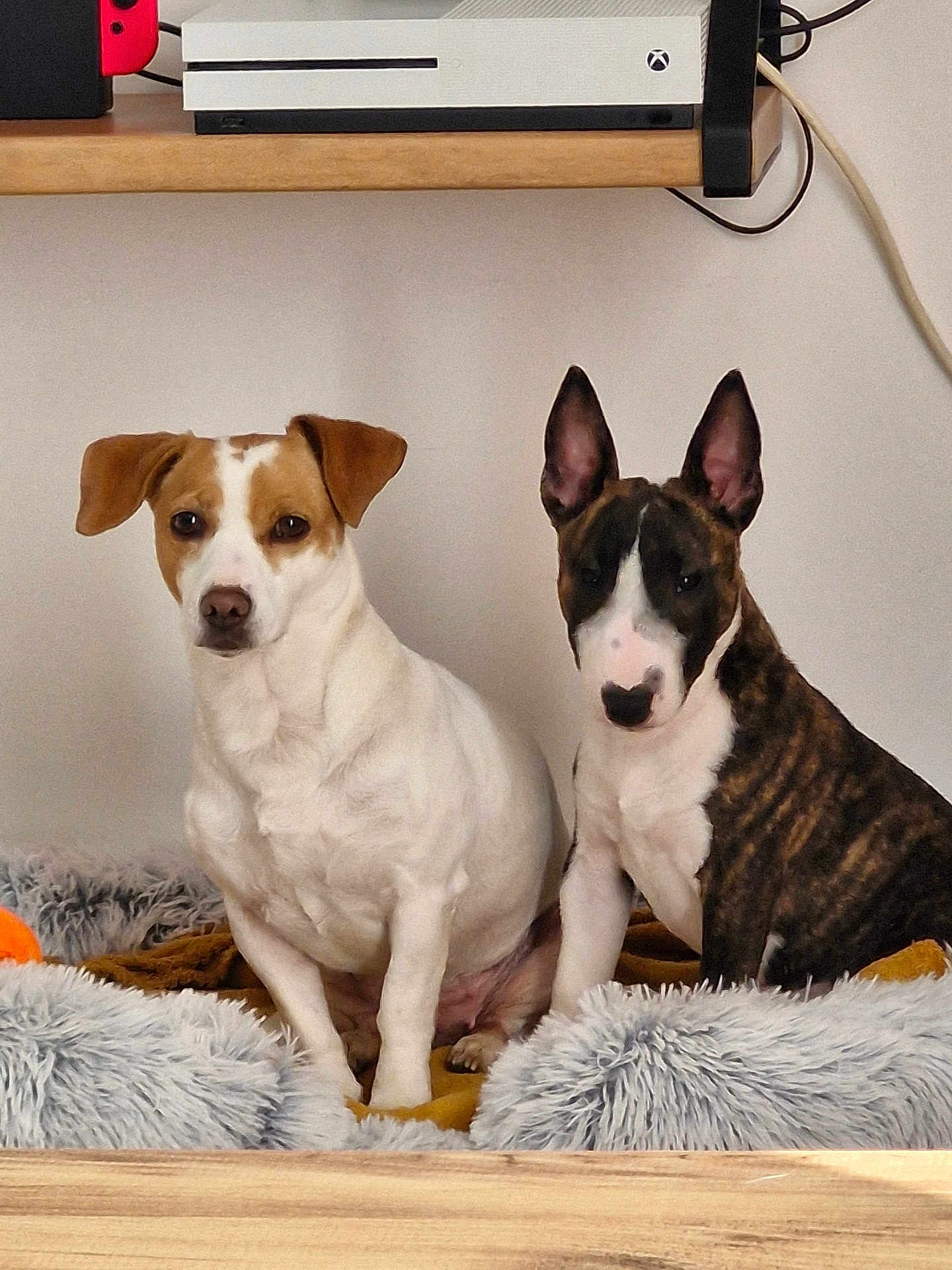 Kaya Et Vasco a rejoint le concours — aidez-le/la à gagner de superbes lots ! dog, pets, indoor, sitting, fur, brown, white, black, bed, blanket, wood, shelf, console, ears, cute, animal, companions, relaxed, cozy, home