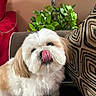 Milo joined the competition — help win amazing prizes! dog, tongue, licking, fluffy, white, tan, cute, pet, indoor, couch, pillow, patterned_pillow, plant, green_plant, fur, small_dog, companion, animal, home, adorable