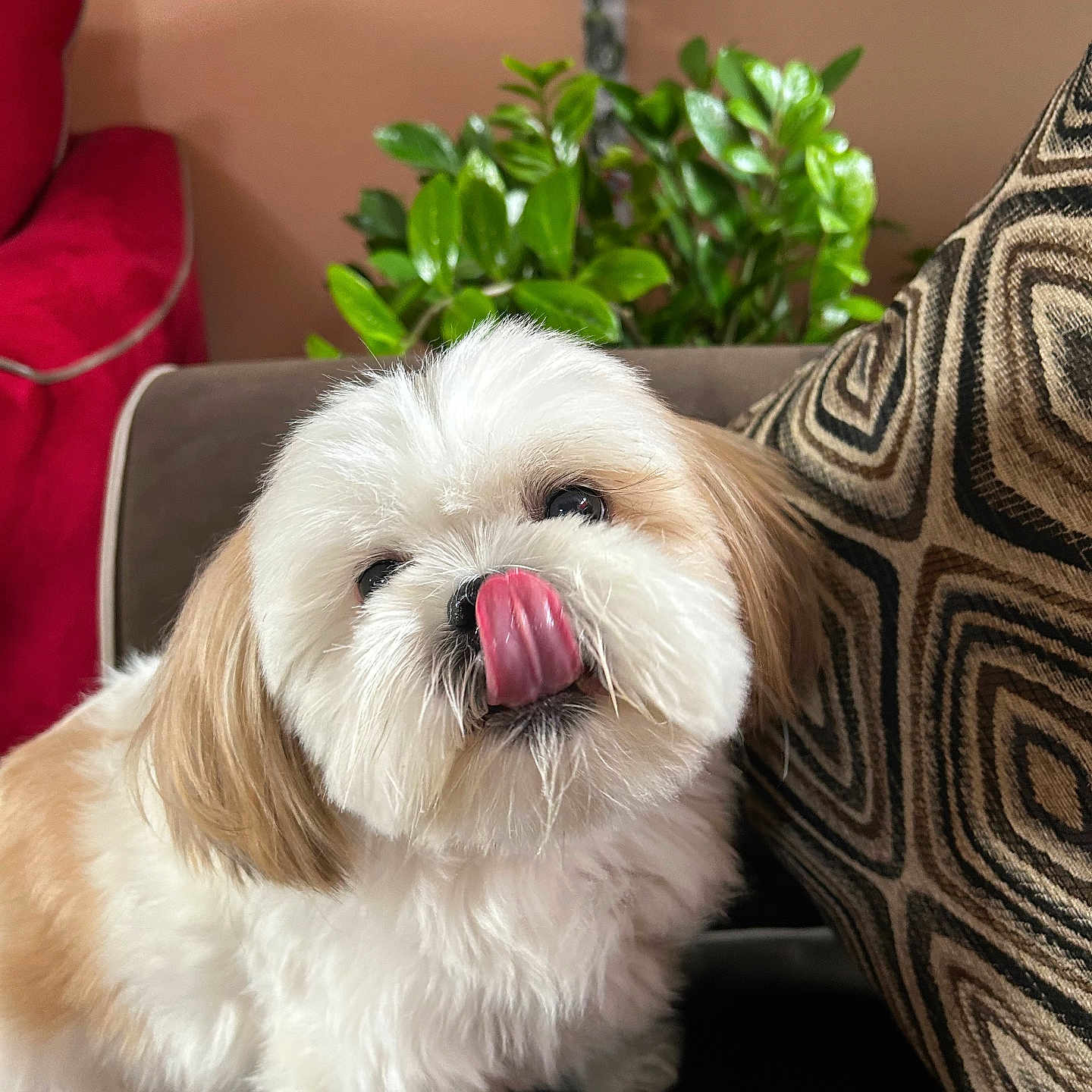 Milo joined the competition — help win amazing prizes! dog, tongue, licking, fluffy, white, tan, cute, pet, indoor, couch, pillow, patterned_pillow, plant, green_plant, fur, small_dog, companion, animal, home, adorable
