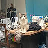 animal, black_cloth, blue_wall, cat, chair, cozy, creative_space, domestic, fabric, fluffy_cat, indoor, pet, room, sewing_machine, table, tail, textile, thread_spools, wooden_furniture, workroom