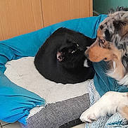 Velours a rejoint le concours — aidez-le/la à gagner de superbes lots ! dog, cat, pet_bed, black_cat, curious_dog, indoor, cozy, wooden_cabinet, tiled_floor, animal_interaction, feline, canine, blue_blanket, gray_bed, domestic, pets, fur, close_up, floor, home