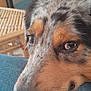 Velours participe au concours pour gagner de l'argent avec cette photo : dog, close_up, face, fur, eyes, resting, denim, jeans, indoor, wooden_furniture, nose, pet, animal, texture, cozy, brown, black, white, snout, calm