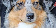 Velours participe au concours pour gagner de l'argent avec cette photo : dog, australian_shepherd, close_up, fluffy, fur, portrait, pet, animal, canine, face, brown_eyes, black_nose, white_chest, tan_markings, gray_fur, black_spots, indoor, calm, medium_coat, mammal