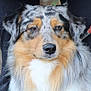 dog, australian_shepherd, close_up, fluffy, fur, portrait, pet, animal, canine, face, brown_eyes, black_nose, white_chest, tan_markings, gray_fur, black_spots, indoor, calm, medium_coat, mammal