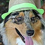 dog, hat, tongue_out, happy, outdoor, close_up, pet, animal, fluffy, portrait, canine, summer, fashion, cute, friendly, face, brown, black, white, furry
