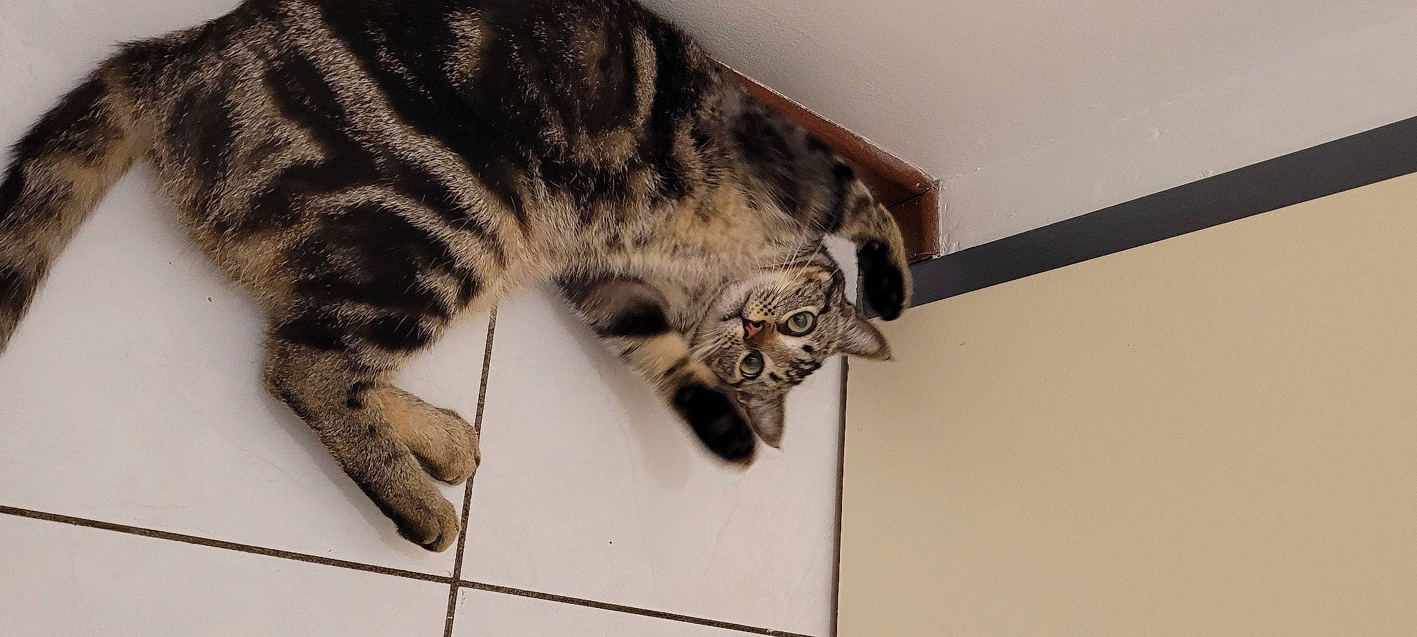 Bagheera participe au concours pour gagner de l'argent avec cette photo : big_cats, carnivore, cat, ceiling, claw, comfort, domestic_short_haired_cat, felidae, flooring, foot, fur, nap, paw, small_to_medium_sized_cats, snout, sporting_group, tail, terrestrial_animal, whiskers, wood