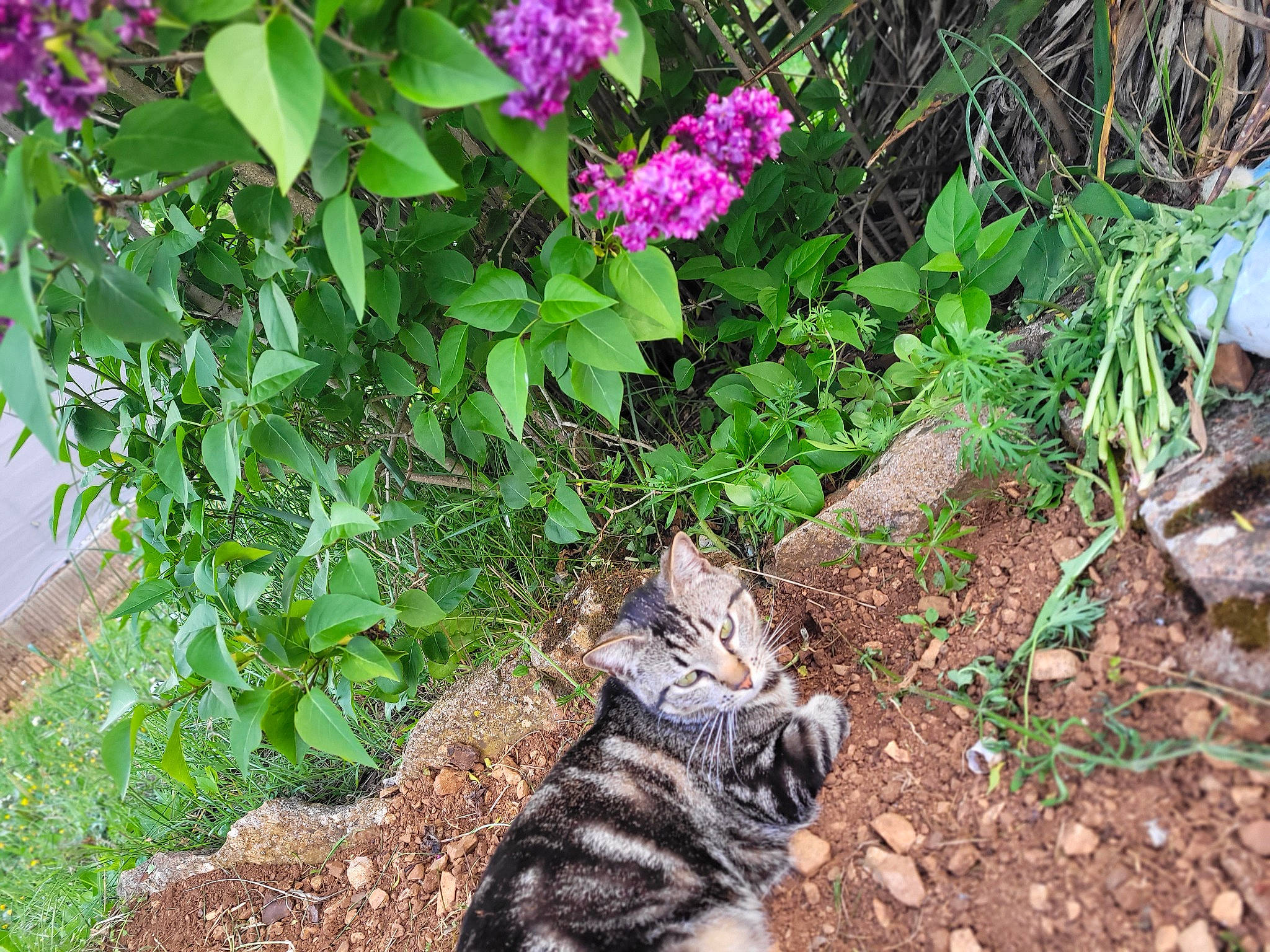 Bagheera participe au concours pour gagner de l'argent avec cette photo : annual_plant, botany, carnivore, cat, fawn, felidae, flower, grass, groundcover, herbaceous_plant, leaf, petal, plant, shrub, small_to_medium_sized_cats, tail, terrestrial_animal, terrestrial_plant, vegetation, whiskers
