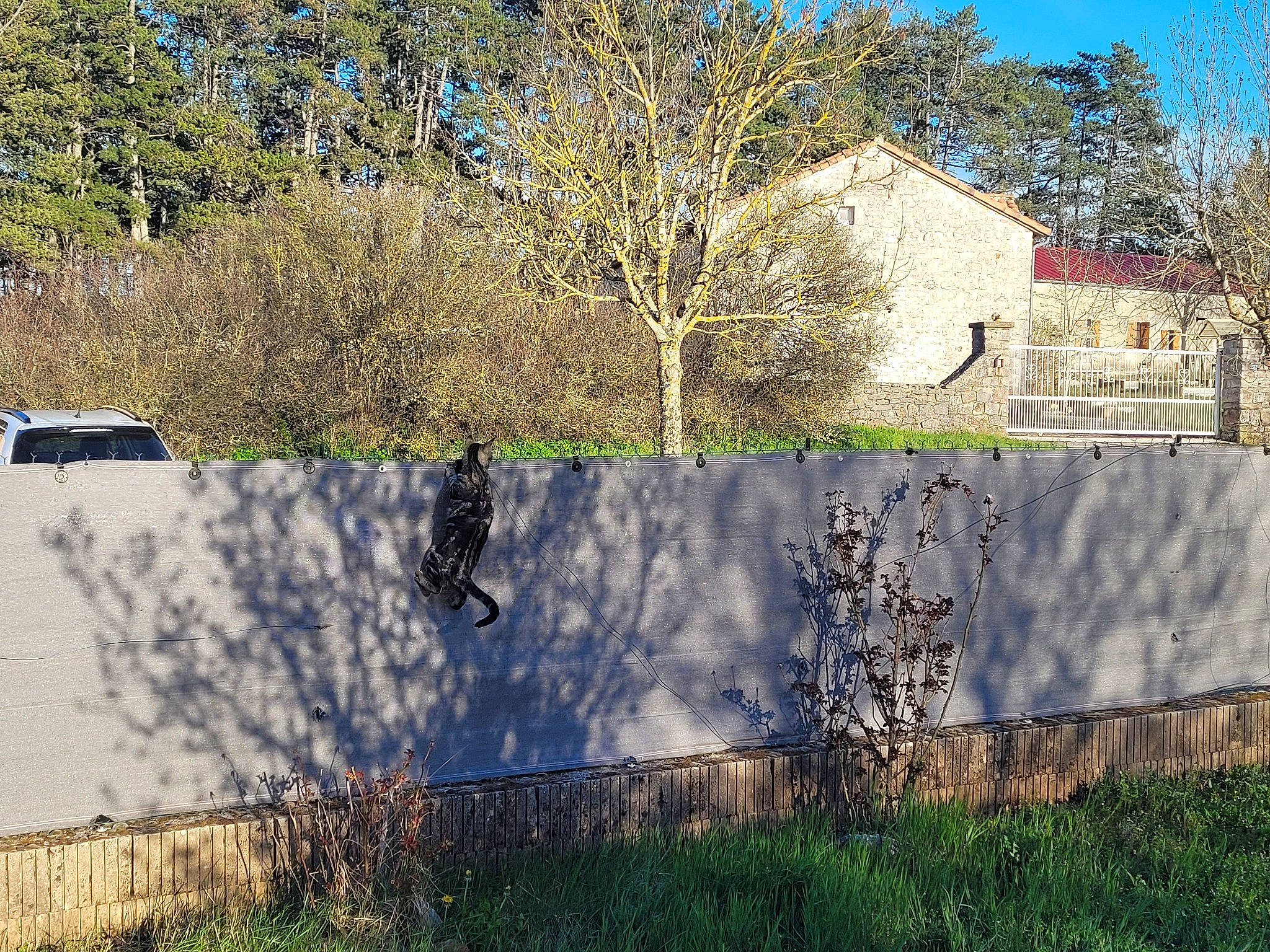 Bagheera a rejoint le concours — aidez-le/la à gagner de superbes lots ! asphalt, branch, building, grass, house, land_lot, leaf, plant, residential_area, road, road_surface, rolling, rural_area, shade, sky, slope, sunlight, tree, vegetation, woody_plant