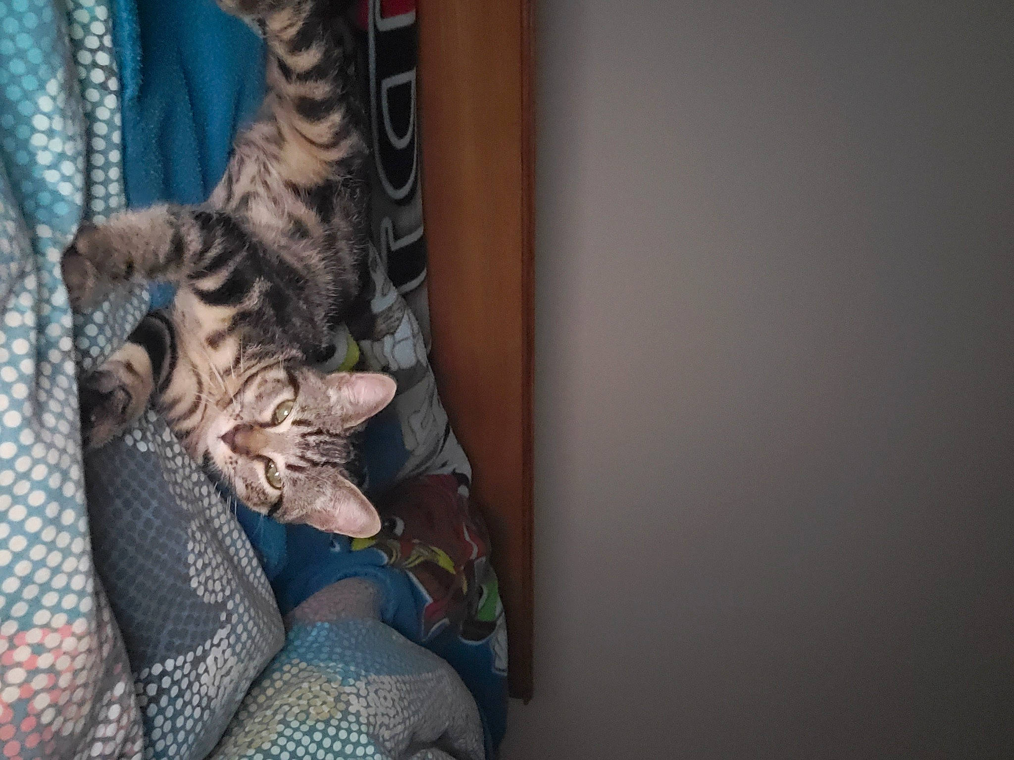 Bagheera a rejoint le concours — aidez-le/la à gagner de superbes lots ! carnivore, cat, claw, comfort, domestic_short_haired_cat, felidae, fur, grey, human_leg, linens, pattern, paw, room, small_to_medium_sized_cats, tail, whiskers