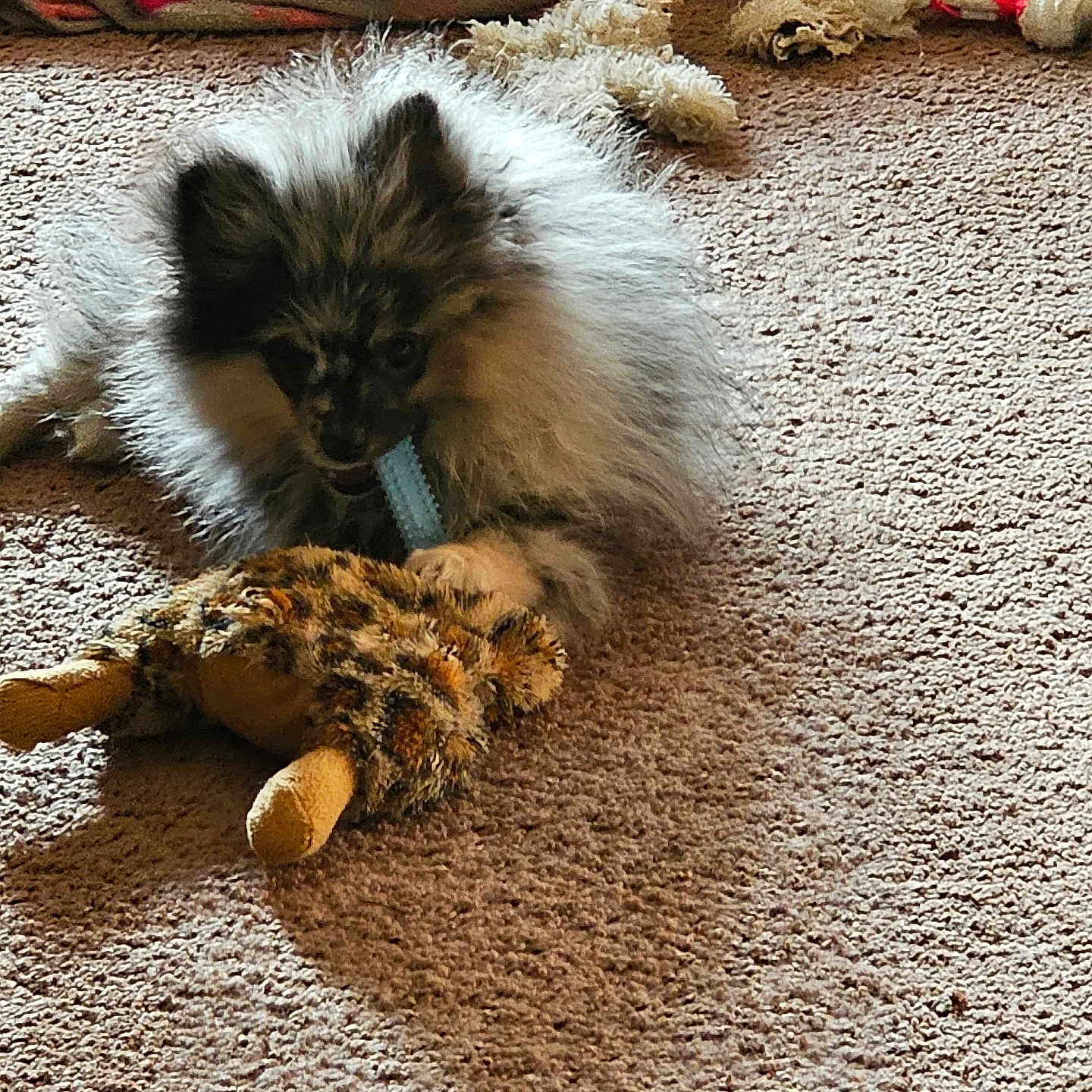 Remi is registered to the contest to win money with this photo: animal, blanket, brown_carpet, carpet, chew_toy, chewing, colorful_blanket, cozy, cute, dog, fur, home, indoor, pet, playful, puppy, relaxed, small_dog, stuffed_animal, toy