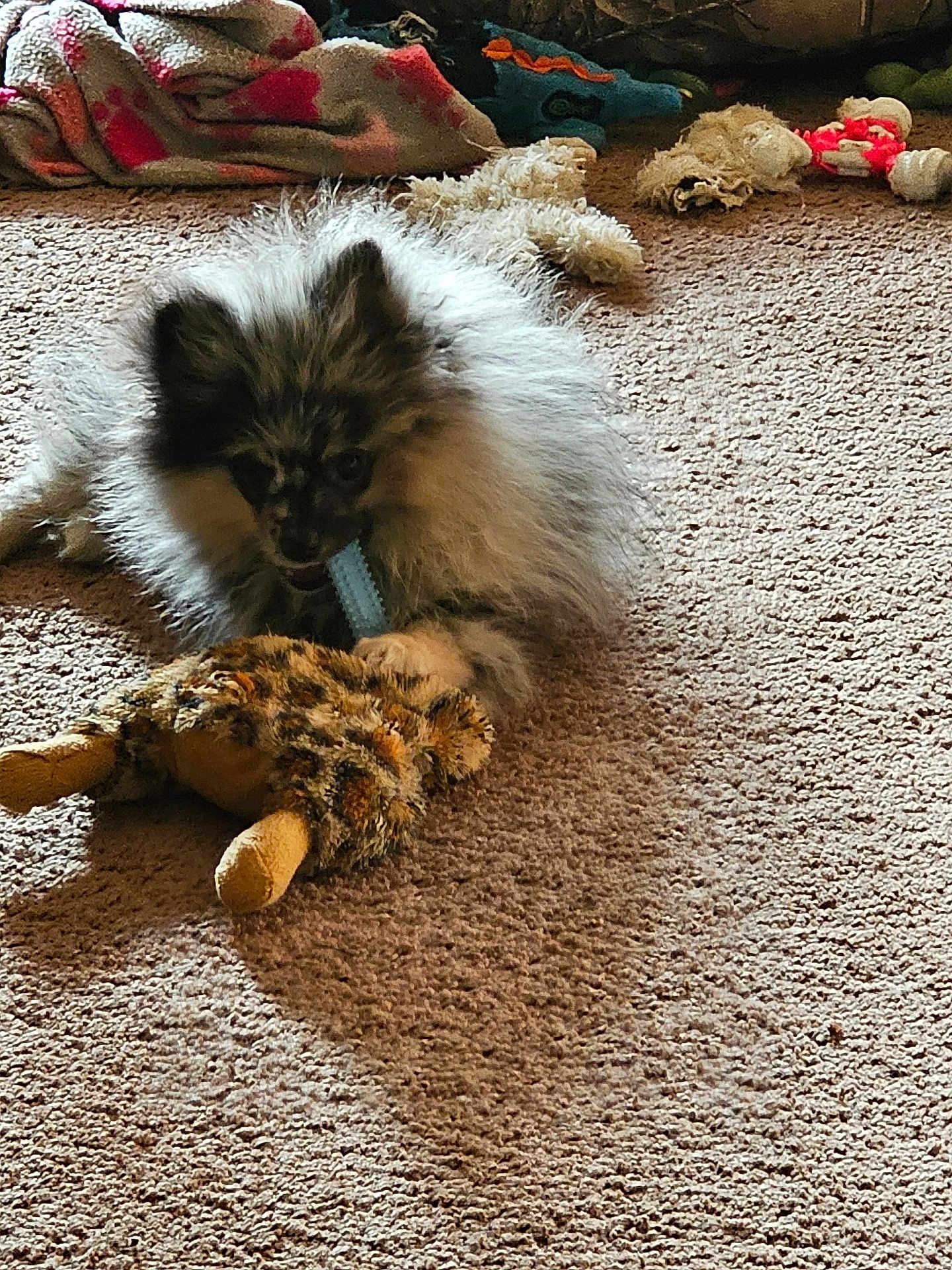 Remi is registered to the contest to win money with this photo: dog, puppy, toy, carpet, indoor, chewing, stuffed_animal, blanket, playful, fur, pet, animal, cute, small_dog, relaxed, home, cozy, brown_carpet, colorful_blanket, chew_toy