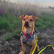 Micky a rejoint le concours — aidez-le/la à gagner de superbes lots ! alert, animal, brown_dog, canine, collar, daylight, dog, ears, earth, field, fur, grass, harness, leash, nature, outdoor, pet, sitting, small_dog, snout