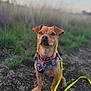 alert, animal, brown_dog, canine, collar, daylight, dog, ears, earth, field, fur, grass, harness, leash, nature, outdoor, pet, sitting, small_dog, snout