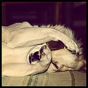 Pupuce participe au concours pour gagner de l'argent avec cette photo :