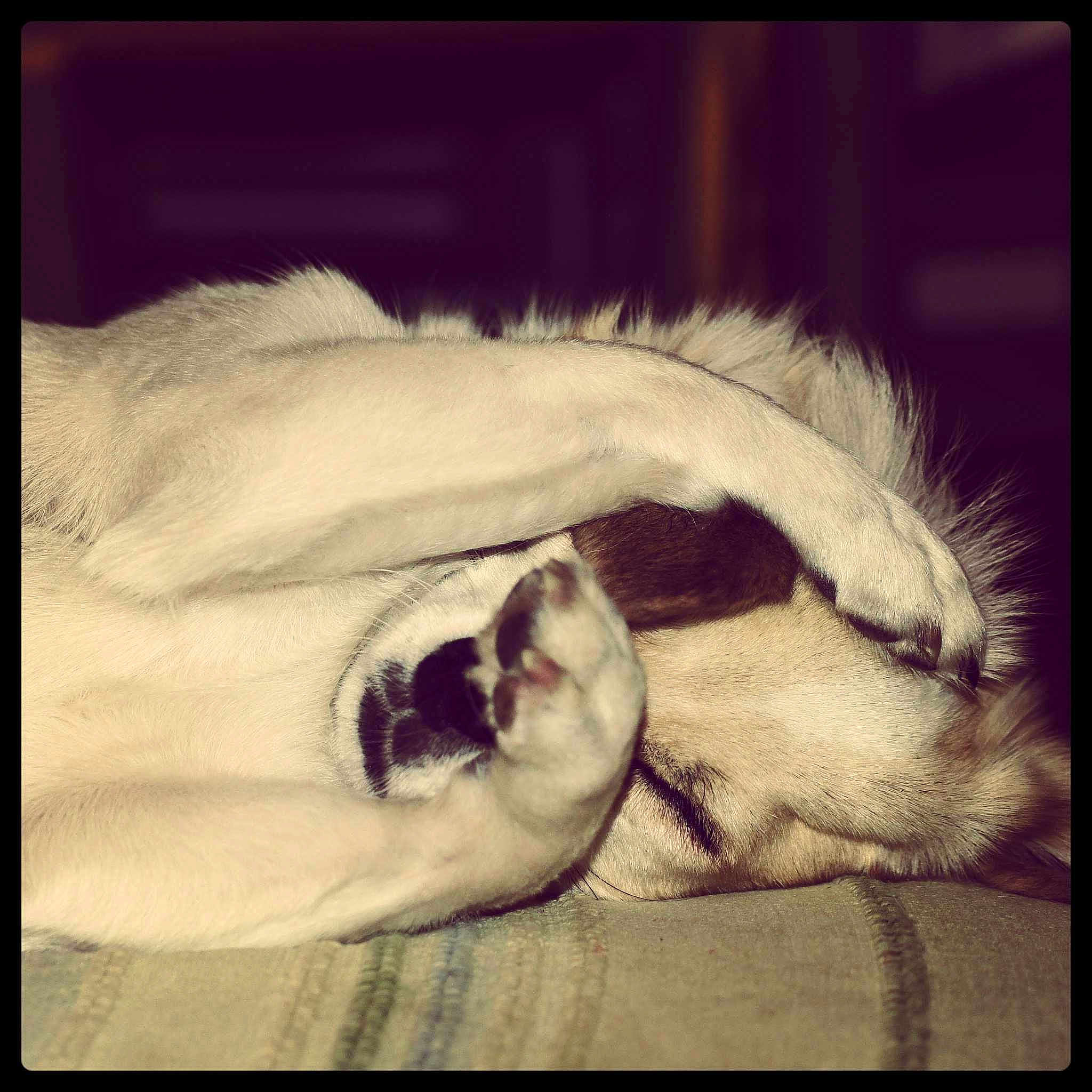 Pupuce