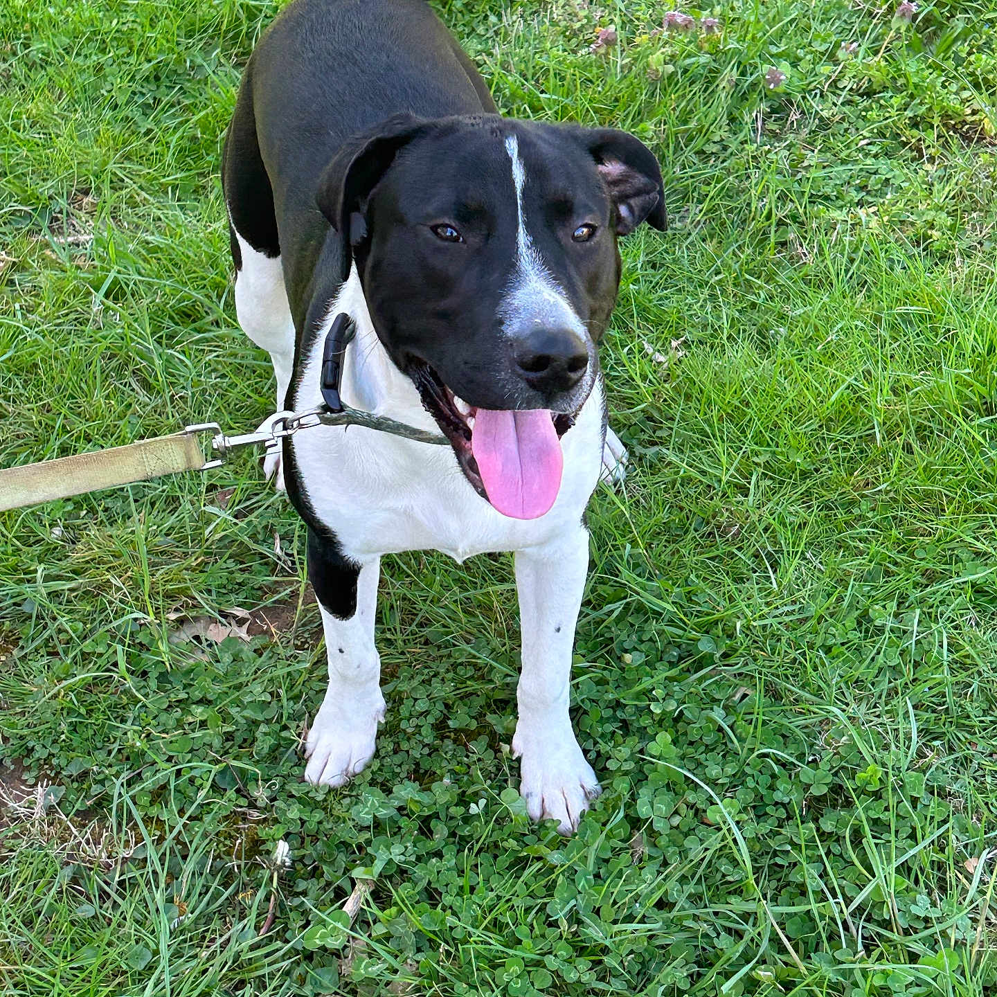 Milo is registered to the contest to win money with this photo: accessories, animal, canine, dog, field, grass, grassland, greatdane, herbal, herbs, hound, lawn, leash, nature, outdoors, pet, plant, pointer, puppy, strap