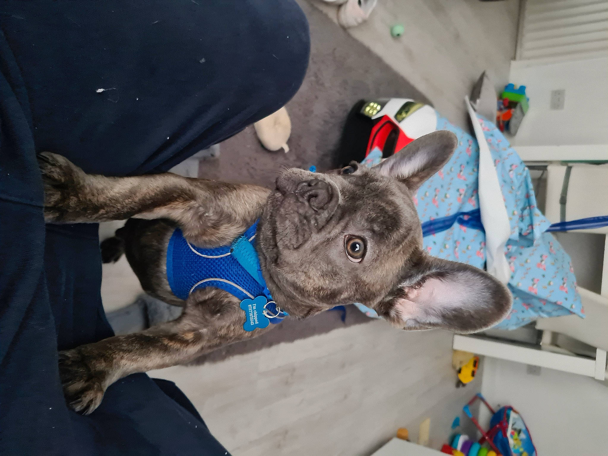 Bluey joined the competition — help win amazing prizes! auto_part, canidae, carnivore, collar, dog, dog_breed, ear, fawn, fur, gesture, hat, mammal, non_sporting_group, sporting_group, tree, working_animal