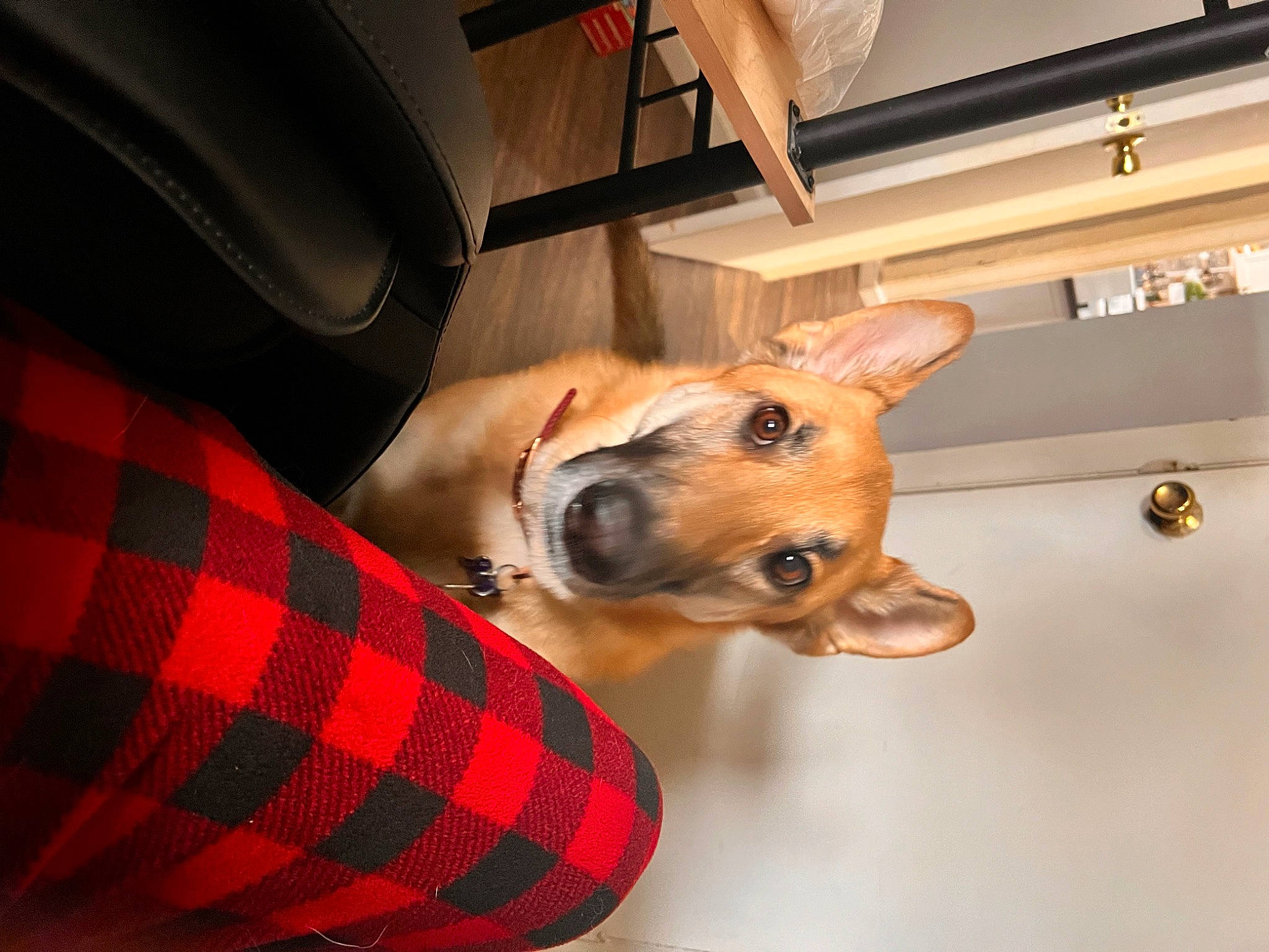 Luna joined the competition — help win amazing prizes! carnivore, chair, collar, comfort, companion_dog, dog, dog_breed, dog_collar, dog_supply, ear, fawn, pattern, pet_supply, plaid, snout, sporting_group, tartan, whiskers, working_animal