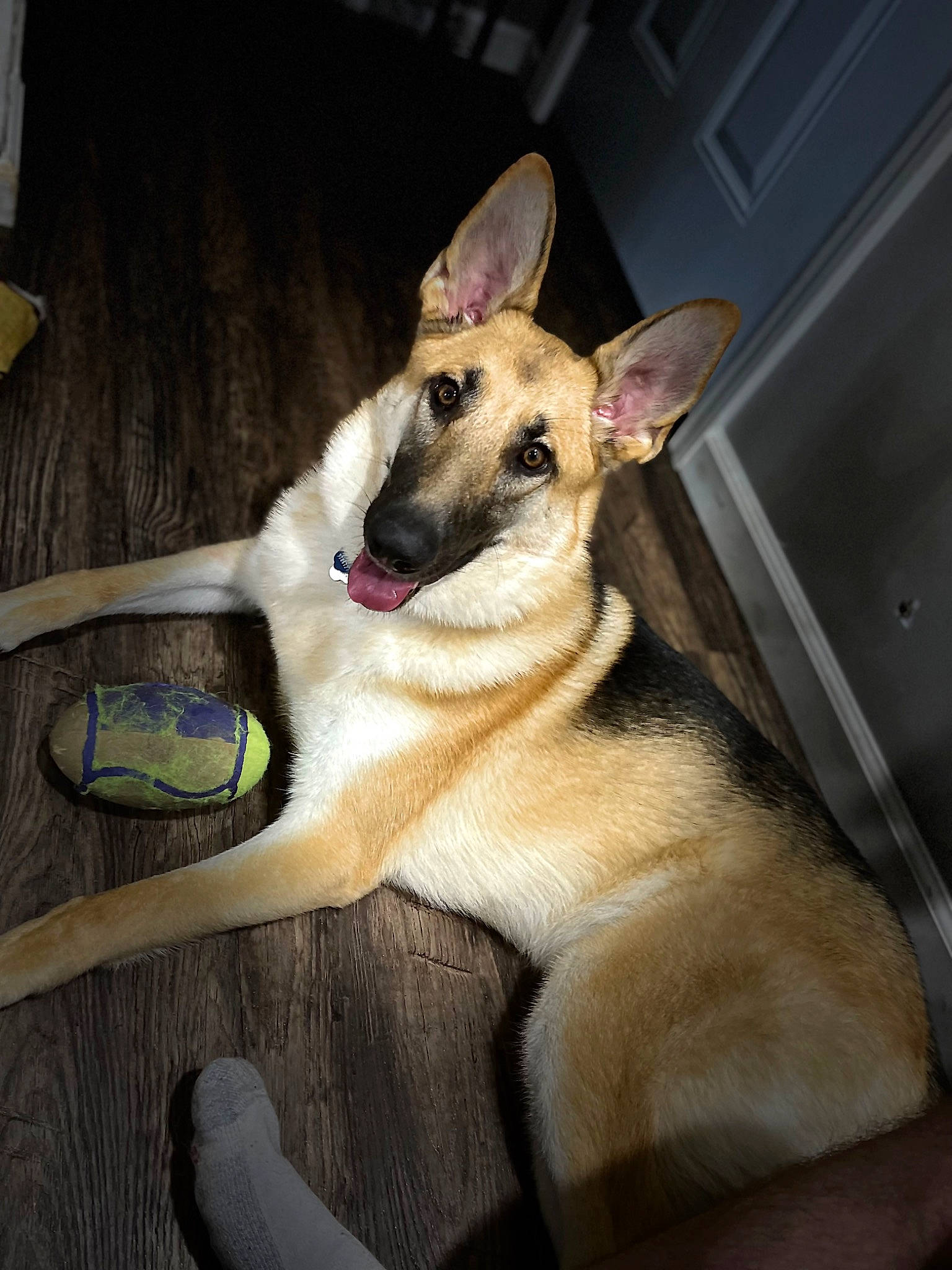 Luna joined the competition — help win amazing prizes! canidae, carnivore, comfort, companion_dog, dog, dog_breed, fawn, hardwood, non_sporting_group, paw, snout, sporting_group, tail, terrestrial_animal, whiskers, wood