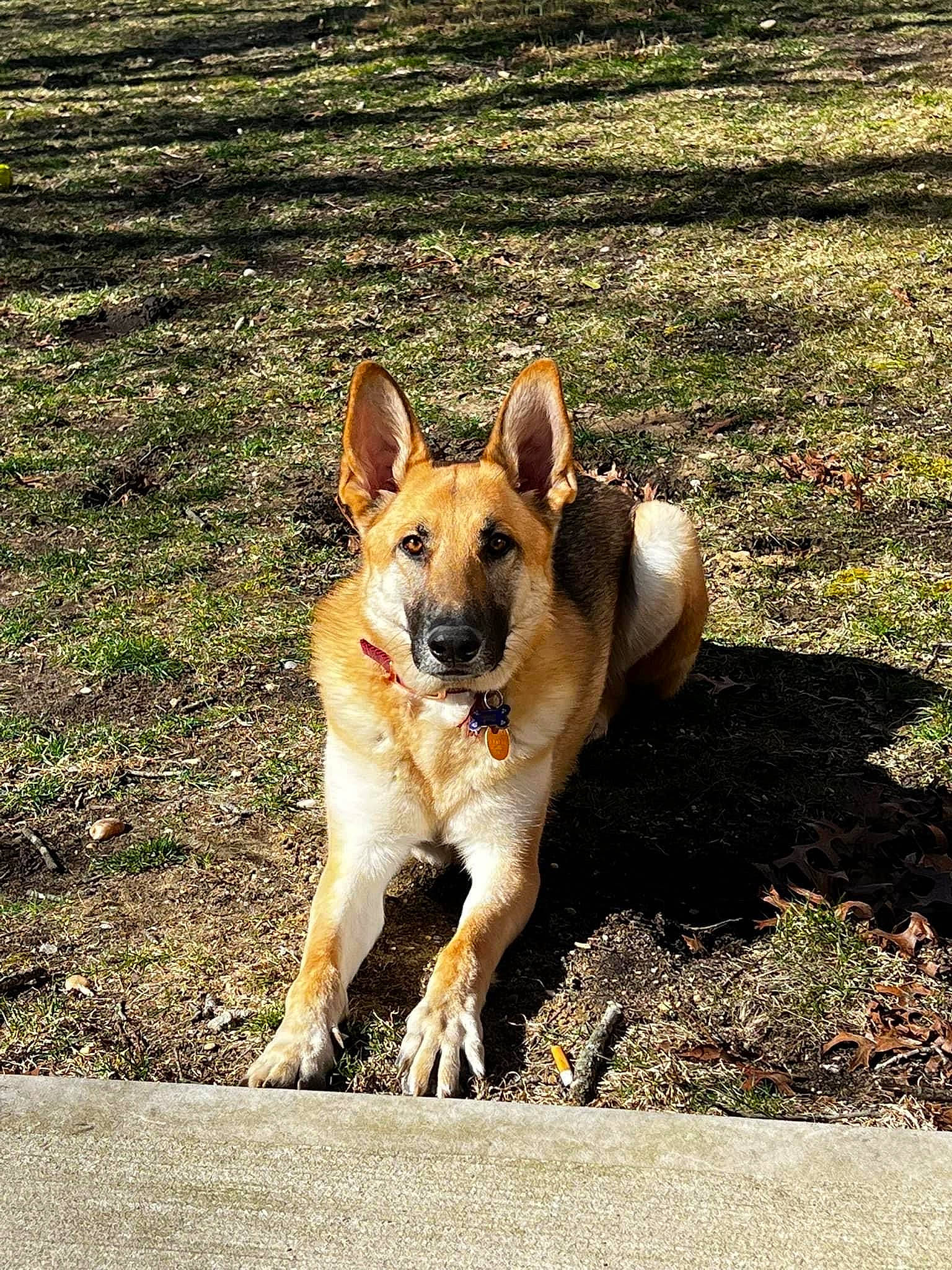 Luna is registered to the contest to win money with this photo: ancient_dog_breeds, canidae, carnivore, collar, companion_dog, dog, dog_breed, grass, herding_dog, non_sporting_group, road_surface, soil, sporting_group, tail, terrestrial_animal, working_animal, working_dog