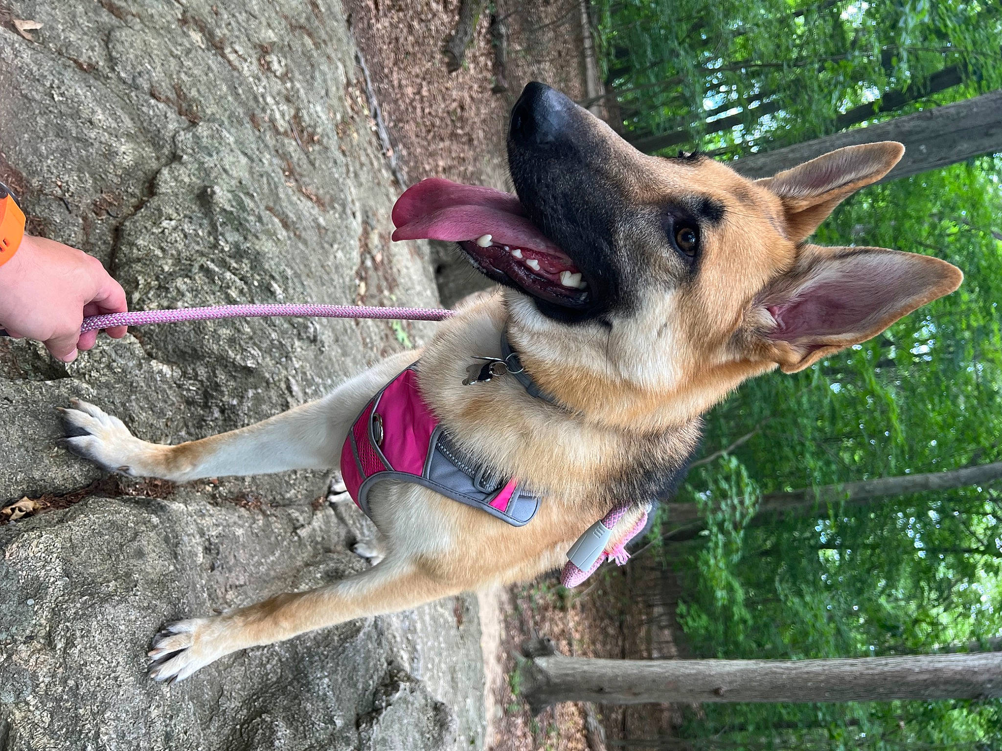 Luna joined the competition — help win amazing prizes! belgian_shepherd_malinois, canidae, carnivore, collar, dog, dog_breed, dog_collar, dog_supply, east_european_shepherd, fawn, fence, german_shepherd_dog, king_shepherd, leash, old_german_shepherd_dog, pet_supply, snout, sporting_group, tree, working_animal