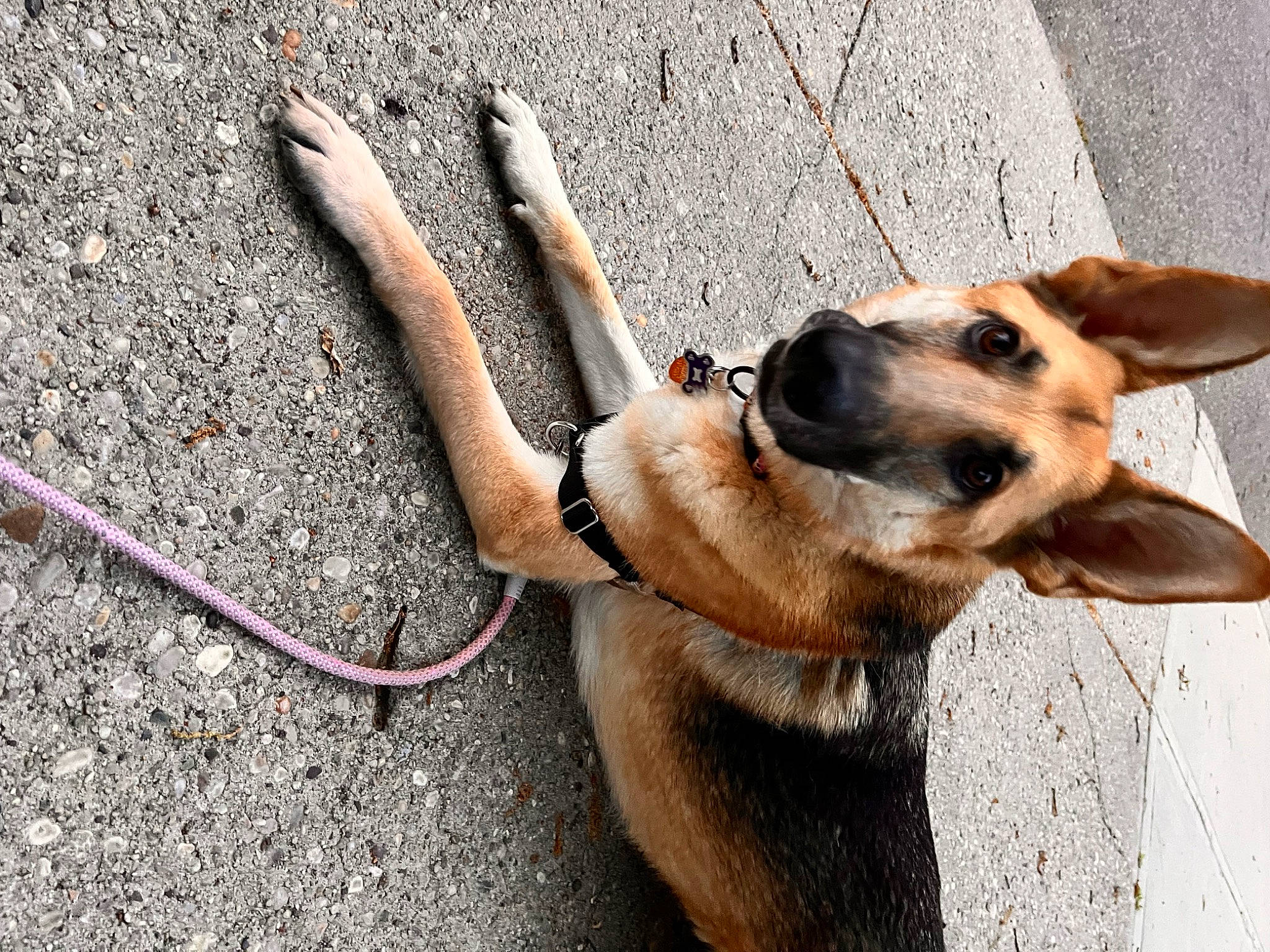 Luna joined the competition — help win amazing prizes! asphalt, carnivore, collar, companion_dog, concrete, dog, dog_breed, dog_collar, dog_supply, fashion_accessory, fawn, flooring, german_shepherd_dog, leash, paw, pet_supply, road_surface, sidewalk, snout, street_dog