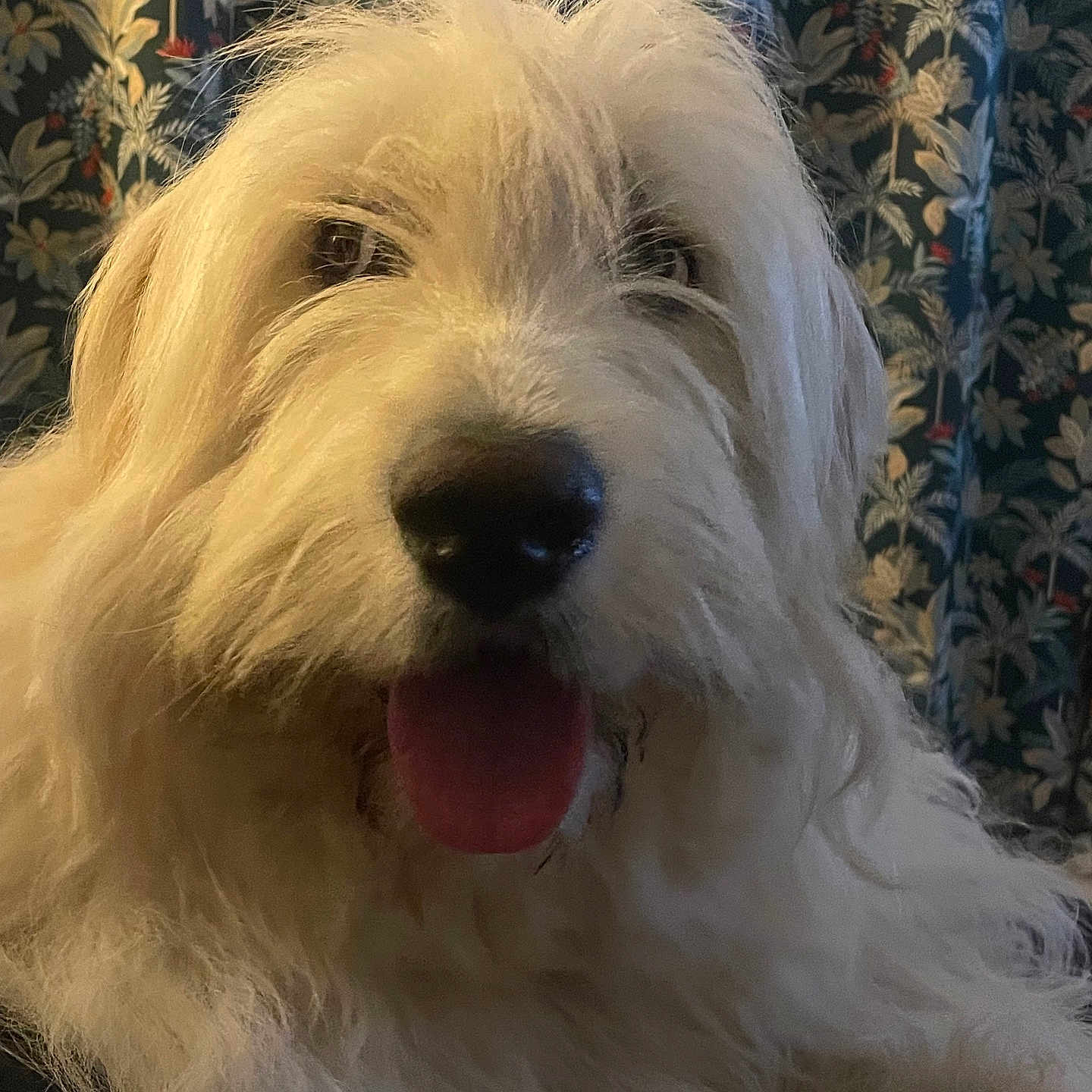 Bernie