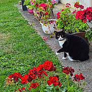 Lili participe au concours pour gagner de l'argent avec cette photo : cat, tuxedo_cat, flower_pot, red_flowers, pink_flowers, garden, grass, hedge, sidewalk, outdoor, plant, greenery, flower_bed, curious, pet, nature, daylight, backyard, house_wall, hose