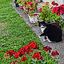 cat, tuxedo_cat, flower_pot, red_flowers, pink_flowers, garden, grass, hedge, sidewalk, outdoor, plant, greenery, flower_bed, curious, pet, nature, daylight, backyard, house_wall, hose