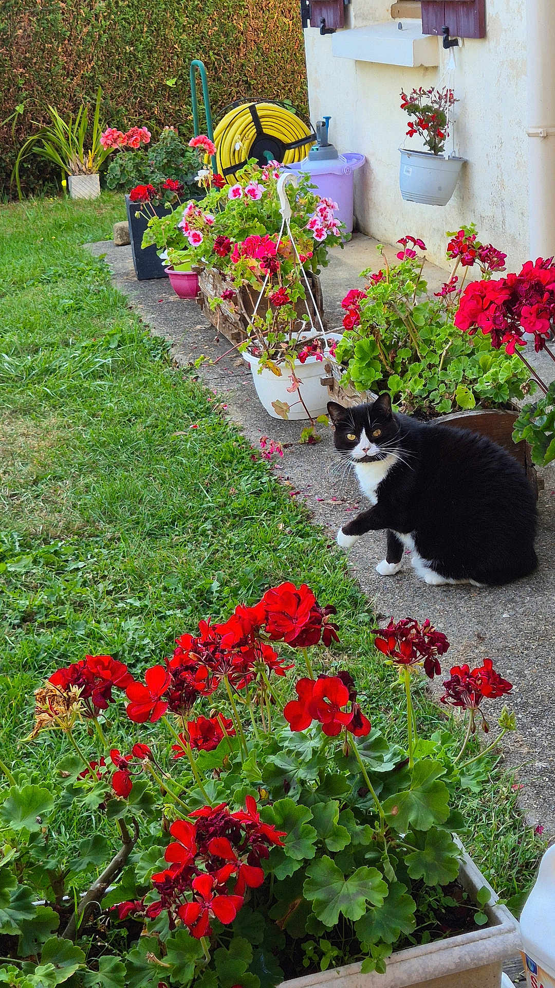 Lili participe au concours pour gagner de l'argent avec cette photo : cat, tuxedo_cat, flower_pot, red_flowers, pink_flowers, garden, grass, hedge, sidewalk, outdoor, plant, greenery, flower_bed, curious, pet, nature, daylight, backyard, house_wall, hose