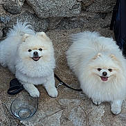 Spitz participe au concours pour gagner de l'argent avec cette photo : animal, companions, cute, dog, fluffy, happy, leash, outdoor, pet, pomeranian, resting, rocky_ground, small_dog, stone_wall, sunlight, tongue_out, two_dogs, walking, water_bowl, white