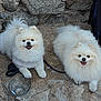 animal, companions, cute, dog, fluffy, happy, leash, outdoor, pet, pomeranian, resting, rocky_ground, small_dog, stone_wall, sunlight, tongue_out, two_dogs, walking, water_bowl, white