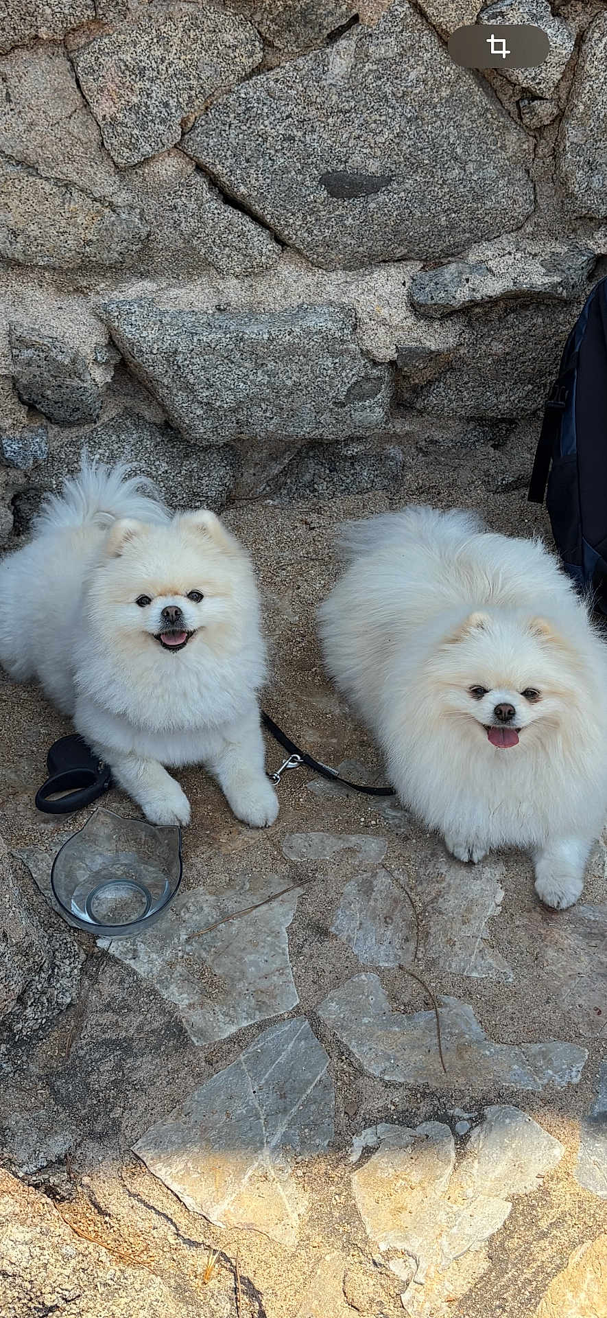 Spitz