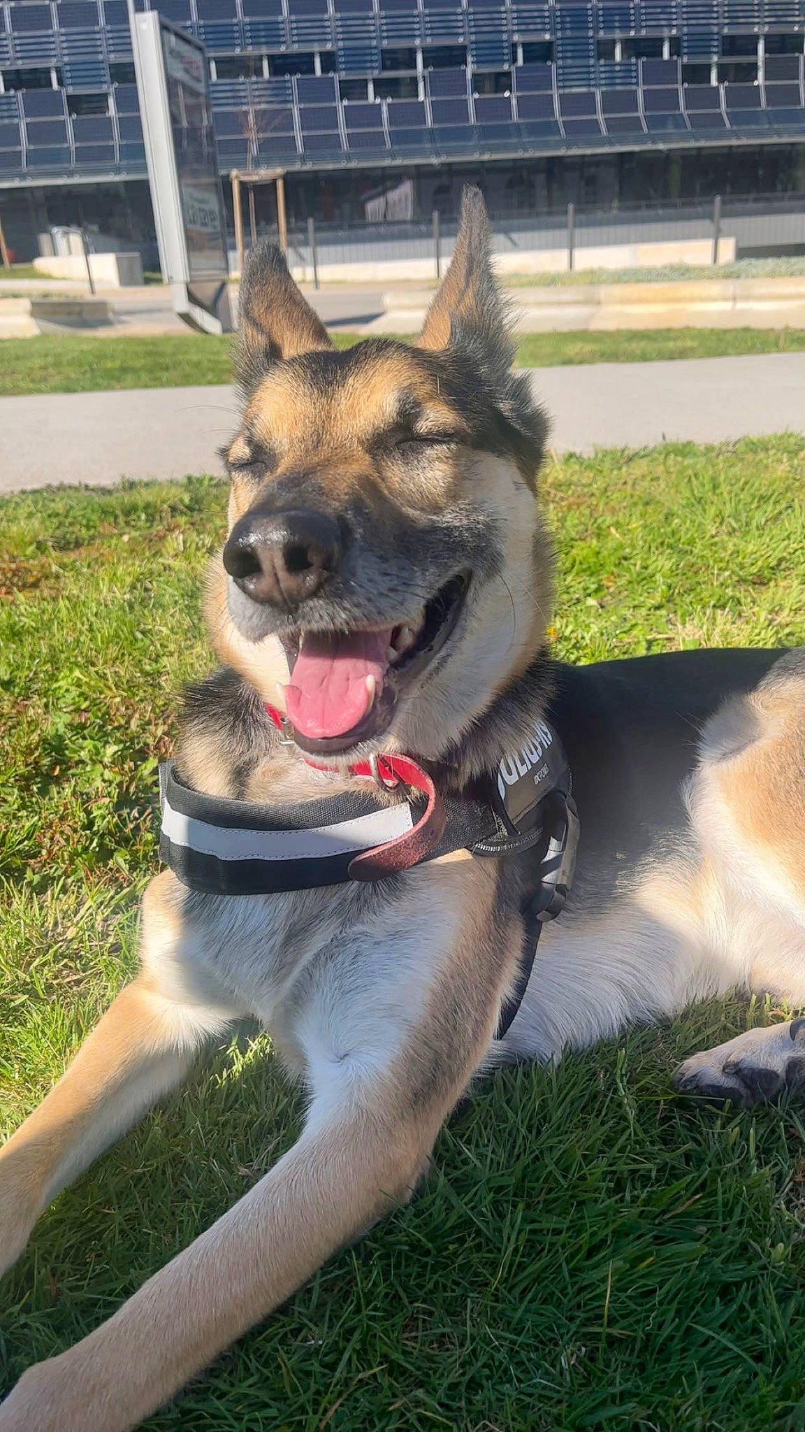 Max a rejoint le concours — aidez-le/la à gagner de superbes lots ! carnivore, collar, companion_dog, dog, dog_breed, dog_collar, east_european_shepherd, fang, fawn, fur, german_shepherd_dog, grass, herding_dog, jaw, leash, pet_supply, plant, snout, window, working_animal