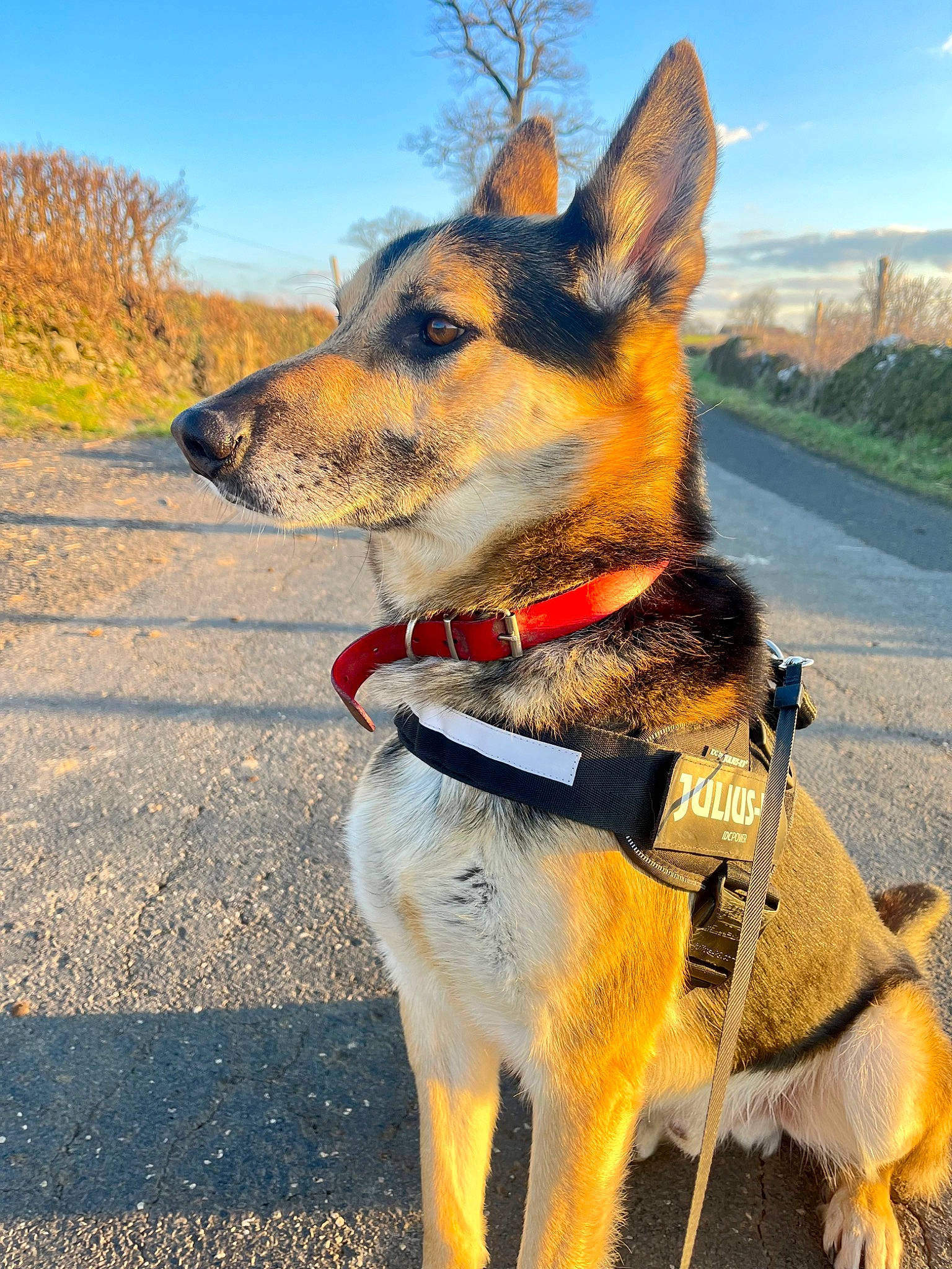 Max a rejoint le concours — aidez-le/la à gagner de superbes lots ! canidae, carnivore, cloud, collar, companion_dog, dog, dog_breed, dog_collar, dog_supply, fawn, fur, herding_dog, leash, pet_supply, plant, sky, snout, sporting_group, whiskers, working_animal