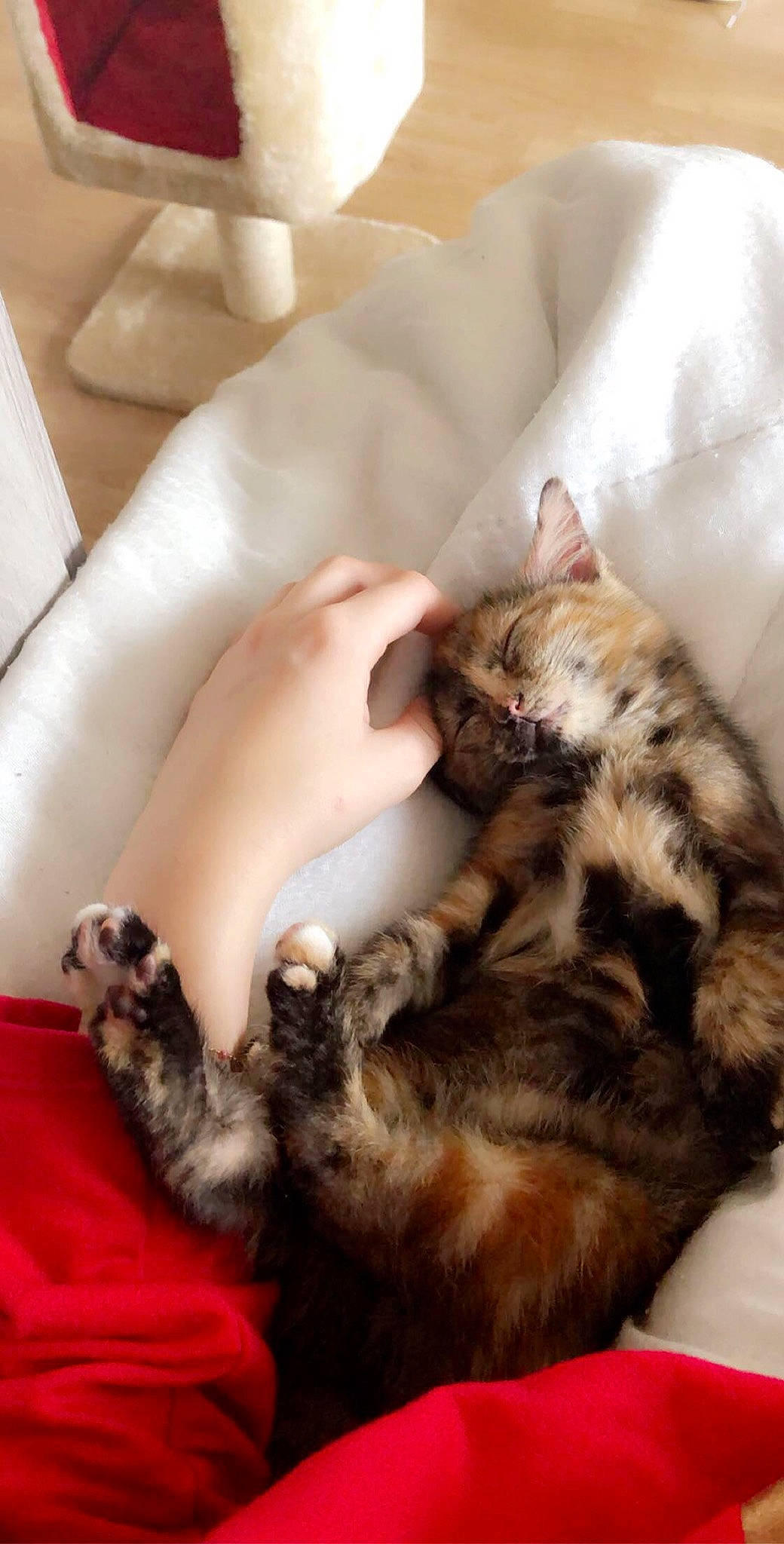 Simba a rejoint le concours — aidez-le/la à gagner de superbes lots ! american_shorthair, asian, carnivore, cat, claw, domestic_short_haired_cat, dragon_li, european_shorthair, felidae, fur, kitten, nail, nap, paw, sleep, small_to_medium_sized_cats, tabby_cat, whiskers