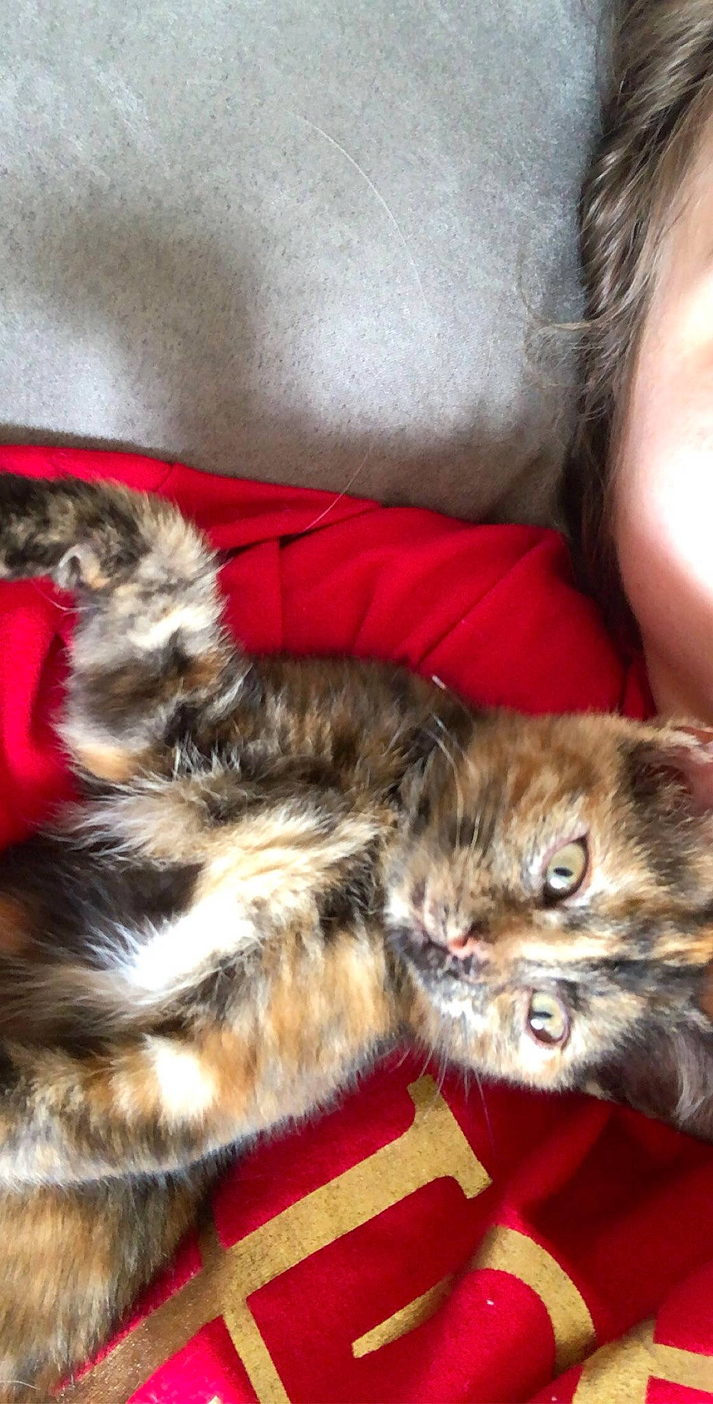 Simba participe au concours pour gagner de l'argent avec cette photo : american_curl, carnivore, cat, domestic_long_haired_cat, felidae, fur, kitten, maine_coon, mammal, norwegian_forest_cat, persian, pixie_bob, siberian, small_to_medium_sized_cats, tabby_cat, vertebrate, whiskers