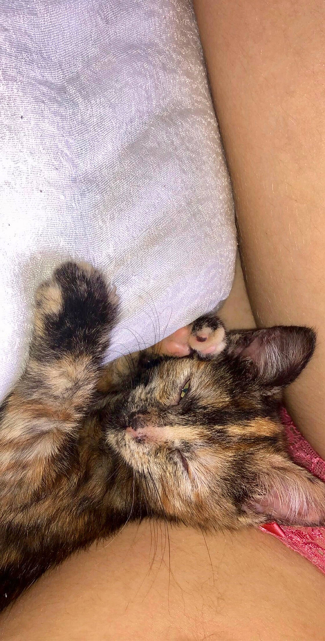 Simba participe au concours pour gagner de l'argent avec cette photo : canidae, carnivore, cat, ear, felidae, fur, kitten, small_to_medium_sized_cats, whiskers